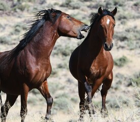 Sticker - two horses standing in a grassy area with mountains in the background