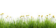 Seamless green meadow border with dandelions, isolated on transparent background. 3D render. 3D illustration.
