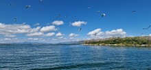 Birds On Lake Sevan Armenia, Cormorants And Sea Gulls