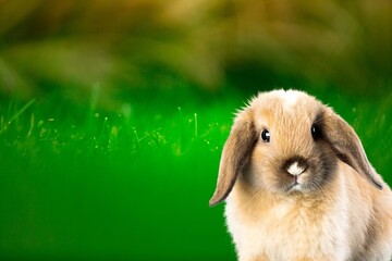 Canvas Print - Cute small rabbit or bunny on nature background