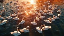 Aerial View Of Flock Of Swans, Top View Of Flock Of Swans