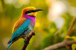 Bunter Vogel: Lebhafter und farbenfroher exotischer Vogel für Naturschutzprojekte und ornithologische Designs