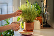 © DimaBerlin - Woman cutting fresh sprig of home grown thyme for cooking with scissors closeup. Harvest of aromatic herbs in terracotta pot in kitchen. Indoor herb gardening, healthy greenery food concept.