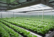 © SR07XC3 - Year-round cultivation in a hydroponic greenhouse