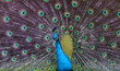 A beautiful blue peacock with amazing feathers, and colors.