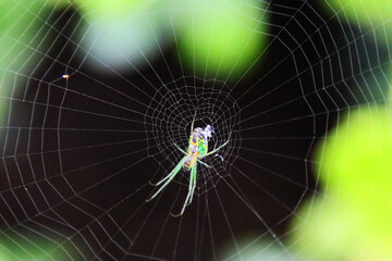Spider on a web with a black background.