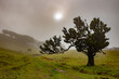 Lonely old  tree in the fog - Fanal forest, Porto Moniz, Madeira, Portugal