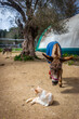 Donkeys and cat in rescue shelter center - Corfu, Greece