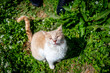 White-orange cat on the green grass 