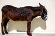 Donkeys in rescue shelter center - Corfu, Greece
