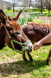 Donkeys sniffing a human hand in rescue shelter center - Corfu, Greece