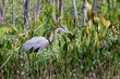 Great blue heron in a marsh searching for food.