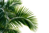 Fototapeta  - Palm leaves palm free isolated on white