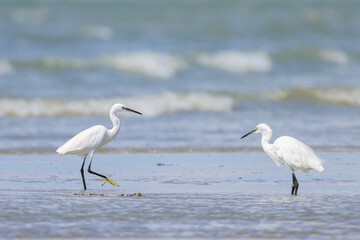 Poster - A Little Egret standing on the beach