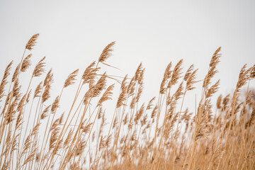 Naklejka na meble Overgrown dry cattail in winter. Herbaceous plants of lakes, marshes and rivers with brown cylindrical inflorescence. Selective focus.