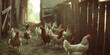 Chickens Roam Freely in the rural farm
