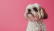 dog shih tzu in pink background with red eyes in the 