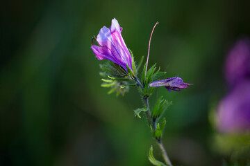 Poster - Wild purple flower