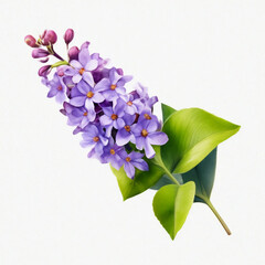 Poster - lilac branch, watercolor drawing on a white background