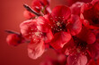red cherry blossom stock photo in the style of zeiss 