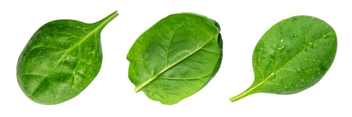 Wall Mural - Spinach isolated on white background