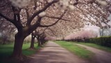Fototapeta Natura - blossom in spring, blooming trees in spring, amazing spring scenery, trees in spring