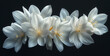 spring white fleur dor in the style of minimal retouc