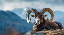 Adult Mouflon Animal On Mountain Background. Mouflon, Ovis Orientalis, Forest Horned Animal In Nature Habitat