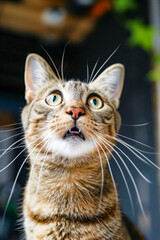 Canvas Print - Cat with big green eyes stares upwards its mouth open as if it's trying to catch something in the air.