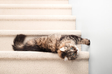 Senior tabby cat rolling and stretching on stairs while looking at camera. Relaxed healthy super senior or geriatric cat.18 years old, female, brown long hair tabby cat. Selective focus.