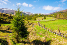 Carpathian Countryside Scenery In Spring. Trees And Grassy Meadows On The Hills. Wooden Fence Around Green Fields. Mountainous Rural Landscape Of Ukraine On A Sunny Morning