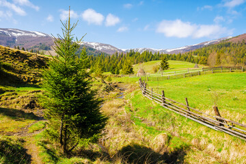 Wall Mural - carpathian countryside scenery in spring. trees and grassy meadows on the hills. wooden fence around green fields. mountainous rural landscape of ukraine on a sunny morning