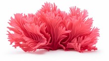 Pink Decorative Coral Isolated On White Background. Perspective View