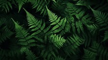 Perfect Natural Young Fern Leaves Pattern Background. Dark And Moody Feel. Top View. Copy Space
