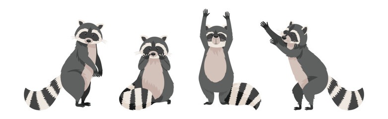 Wall Mural - funny raccoon with front paws and ringed tail vector set