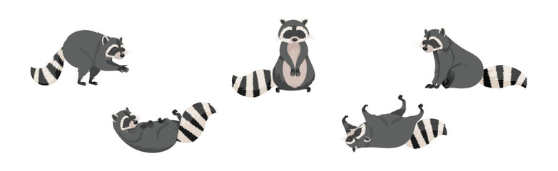 Wall Mural - funny raccoon with front paws and ringed tail vector set
