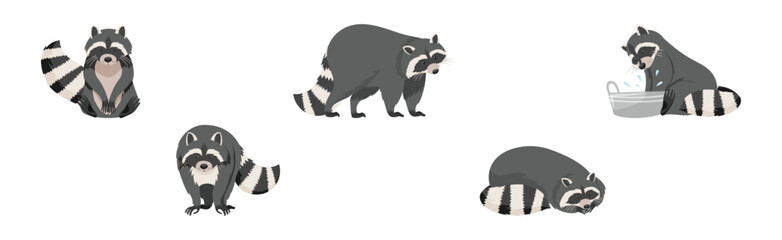 Wall Mural - funny raccoon with front paws and ringed tail vector set