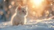 A fluffy cute kitten in the snow under golden sunlight.