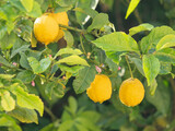 Fototapeta Na drzwi - fragment of tree with lemon fruits on a rainy day