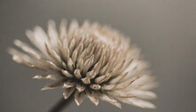 Beige Neutral Color Spiky Horizontal Flower Bud With Clean Grey Background Macro