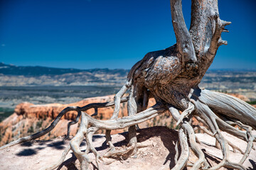 Sticker - Bare tree trunk in Bryce Canyon National Park, Utah