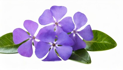 Sticker - purple flower periwinkle vinca minor isolated on white