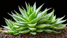 Clump Of Green Aloe Vera Plant Isolated Png