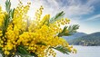 bouquet of fresh spring yellow flower mimosa isolated on white background as a gift for mom s day or valentine s day floral symbol of spring heat and sun png dof shallow depth of field