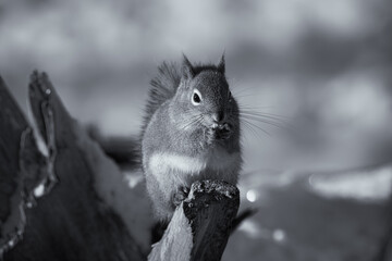 Wall Mural - A B&W photo of a squirrel in the snow sitting on an old stump eating. Cute grey squirrel hands to mouth eating corn.