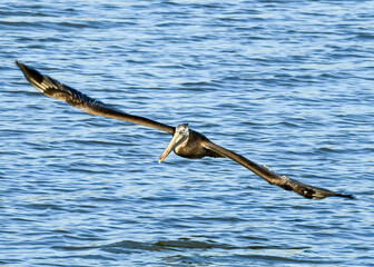 Wall Mural - Flying Brown Pelican at Fort Anahuac, Texas