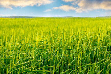 Wall Mural - Green field with young wheat