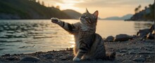 Cat Giving High Five On Shore