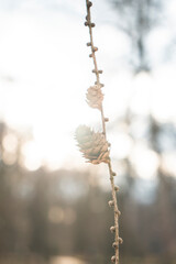 two cones on a branch