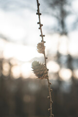 two cones on a branch